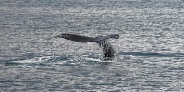 Dive into the Magic: Your Ultimate Guide to Unforgettable Whale Watching Adventures in Iceland!