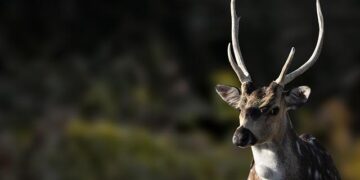 An Urgent Call for Peace: Iraq’s Prime Minister Appeals to End the Conflict