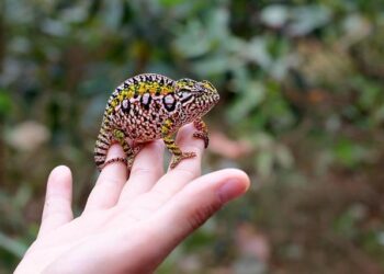 Bracing for Cyclone Gezani 2026: Essential Steps to Safeguard Madagascar