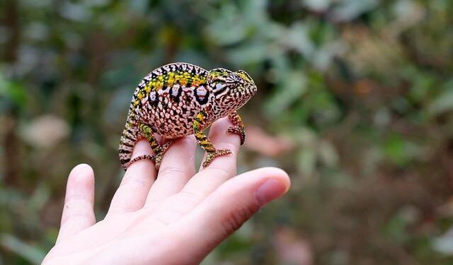 Bracing for Cyclone Gezani 2026: Essential Steps to Safeguard Madagascar