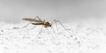 Kenya Thwarts Bizarre Smuggling Attempt: Man Detained with Over 2,000 Live Ants in His Luggage!