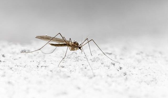 Kenya Thwarts Bizarre Smuggling Attempt: Man Detained with Over 2,000 Live Ants in His Luggage!