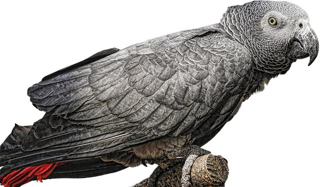 Gabon Clamps Down on Social Media as Dissent Against Leadership Grows