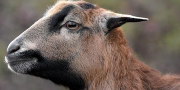 Justice Prevails: Unprecedented Prison Sentences for Cameroonian Soldiers in Civilian Killings