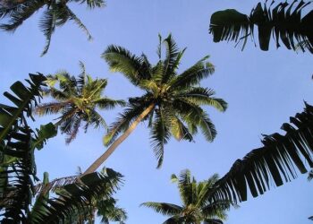 Discovering the Hidden Costs of Diet in Samoa: A 2025 Perspective