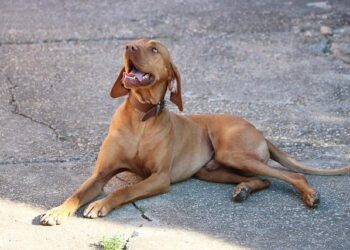 Hungarian Delegation Explores the Future of the Druzhba Oil Pipeline in Kyiv