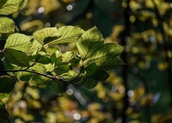 Jaw-Dropping Meteorite Crash: A Fragment Falls Right Through a German Home!