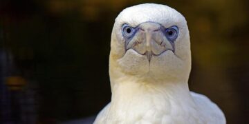 Desperate Measures: IOM Teams Rush to Support Migrants in Libya Following Discovery of Mass Graves and Secret Detention Centers