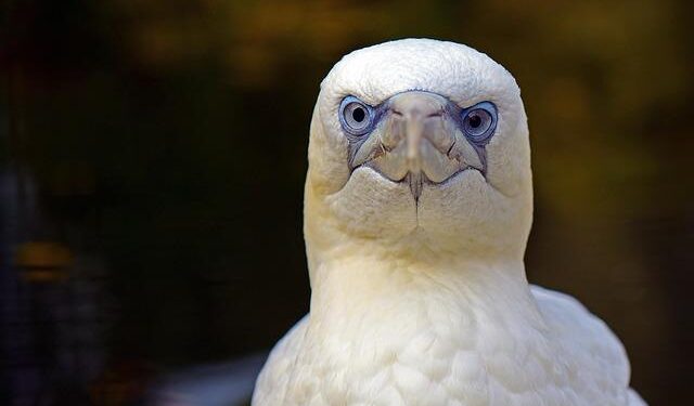 Desperate Measures: IOM Teams Rush to Support Migrants in Libya Following Discovery of Mass Graves and Secret Detention Centers