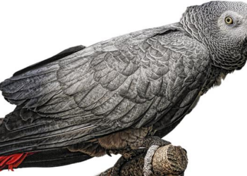 Gabon Takes Bold Step: Social Media Shutdown Sparks Security Concerns and Stability Fears