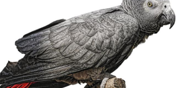 Gabon Takes Bold Step: Social Media Shutdown Sparks Security Concerns and Stability Fears