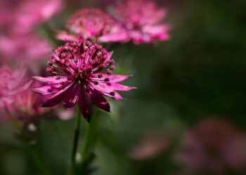 High-Profile Arrest in Angola: Major Caught in Contraband Smuggling Scandal!