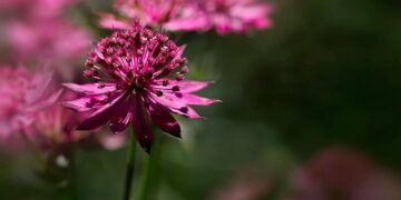 High-Profile Arrest in Angola: Major Caught in Contraband Smuggling Scandal!