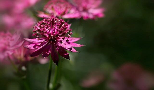 High-Profile Arrest in Angola: Major Caught in Contraband Smuggling Scandal!