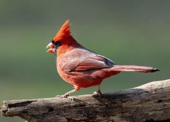 Cardinal Pizzaballa: The Dangerous Misuse of God’s Name in Justifying War