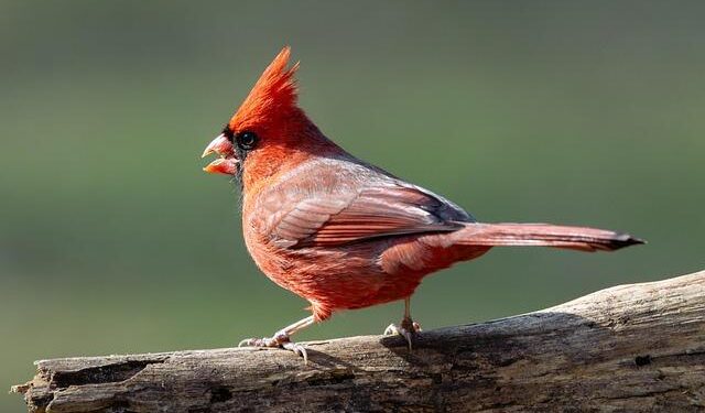Cardinal Pizzaballa: The Dangerous Misuse of God’s Name in Justifying War