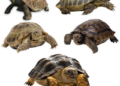 Pampered Tortoises: A Spa Day Fit for Shell-ebrity Residents!