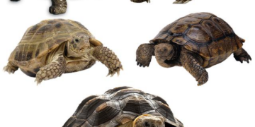 Pampered Tortoises: A Spa Day Fit for Shell-ebrity Residents!