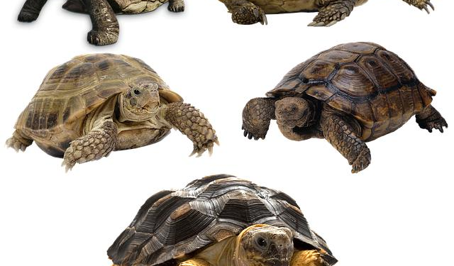 Pampered Tortoises: A Spa Day Fit for Shell-ebrity Residents!