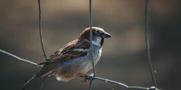 Embark on an Epic Journey Across the Frozen Baltic Sea in Estonia!