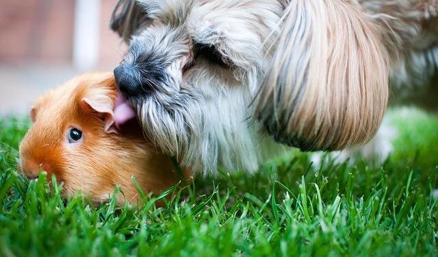 16 Sierra Leonean Soldiers Detained in Guinea: Key Insights You Shouldn’t Miss!