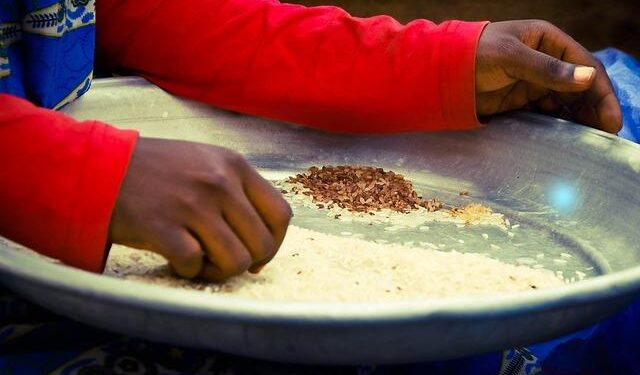Heartbreaking Attack in Burkina Faso Takes the Lives of Ghanaian Tomato Traders