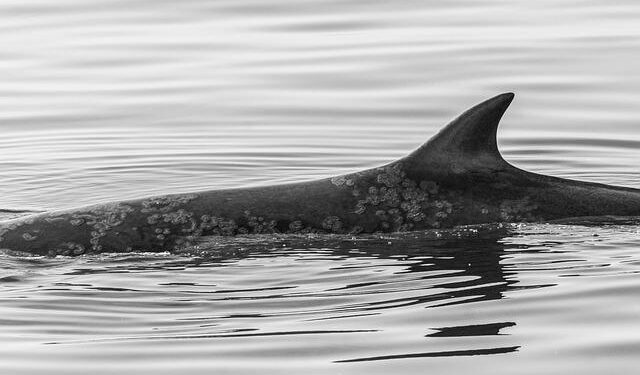 Powerful 7.6-Magnitude Earthquake Shakes Tonga: New Zealand Braces for Tsunami!