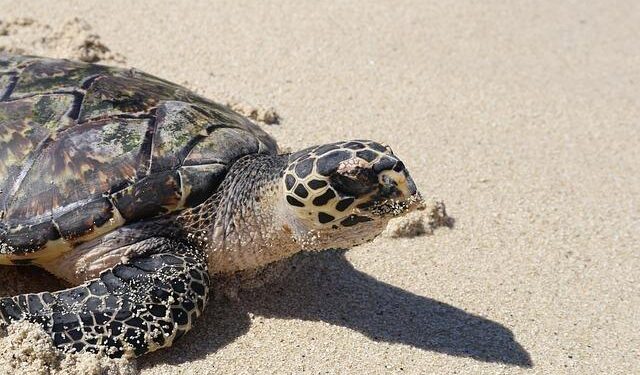 Fiji Flight Makes Dramatic Emergency Return to Auckland After Mid-Air Engineering Crisis