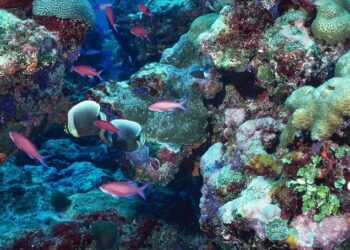 Seabed Mining: A Looming Danger to Wildlife and Ecosystems in American Samoa’s Marine Sanctuary