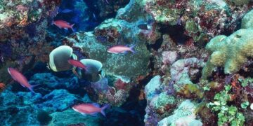 Seabed Mining: A Looming Danger to Wildlife and Ecosystems in American Samoa’s Marine Sanctuary