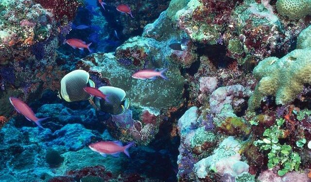 Seabed Mining: A Looming Danger to Wildlife and Ecosystems in American Samoa’s Marine Sanctuary