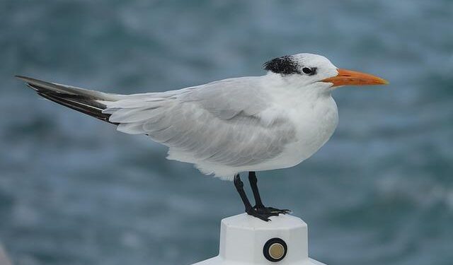 Danny Musovski Takes the Field with North Macedonia for Thrilling FIFA World Cup 2026 UEFA Playoffs!