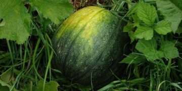 Giorgia Meloni Faces Referendum Challenge: A Pivotal Moment for Italian Politics