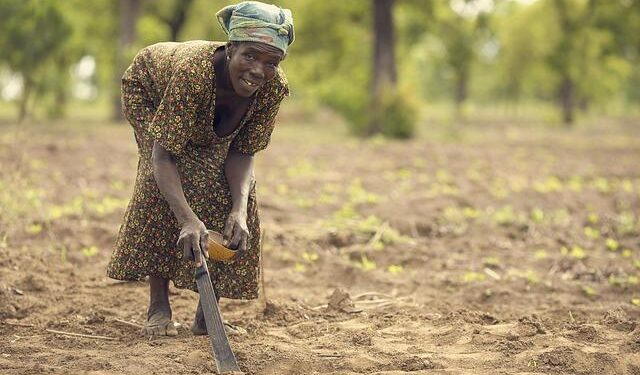 Currency Showdown: Ghana’s Cedi Struggles While Zambia’s Kwacha Holds Strong