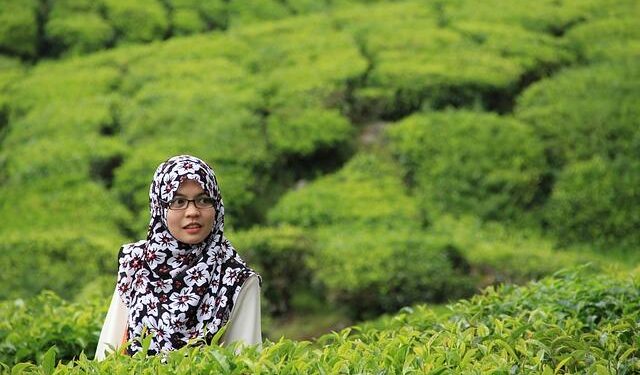 High Stakes in the IPL: Tensions Rise Over $4 Million Star Cameron Green!