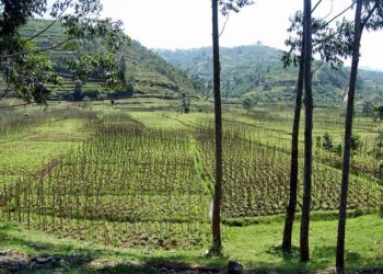 Shocking Reality: More Than Half of Rwanda’s Students Are Behind the Official School Age!