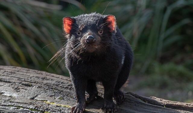 Ancient Wonders: Two Long-Lost Marsupial Species Flourish in New Guinea After 6,000 Years!