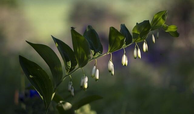 Amplifying Change: A Solomon Islands Doctoral Student Leads the Charge for Representation
