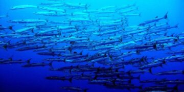 Palau’s President Calls on U.S. Leaders to Step Up in the Pacific!