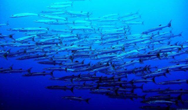 Palau’s President Calls on U.S. Leaders to Step Up in the Pacific!