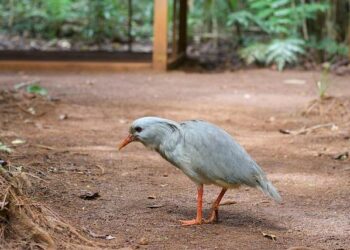 New Caledonia’s World Cup Aspirations: Who Will They Battle in the Play-offs?