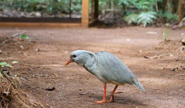 New Caledonia’s World Cup Aspirations: Who Will They Battle in the Play-offs?