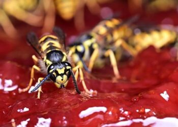 Forging Stronger Ties: German FM Celebrates Friendship with Poland in Turbulent Times