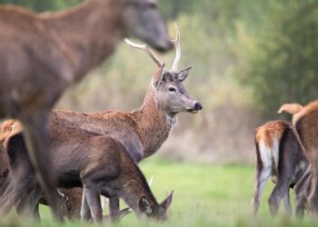 Belgium Takes a Bold Leap: The Senate on the Chopping Block!