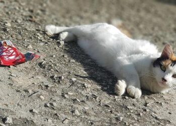 Chocolate Caper: 400,000 KitKat Bars Disappear En Route from Italy to Poland!