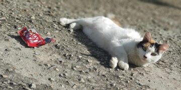 Chocolate Caper: 400,000 KitKat Bars Disappear En Route from Italy to Poland!