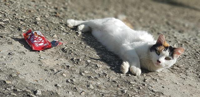 Chocolate Caper: 400,000 KitKat Bars Disappear En Route from Italy to Poland!