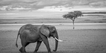 Urgent Alert: Uganda and Egypt Grapple with Surging Energy and Food Prices Amidst Escalating Iran Conflict