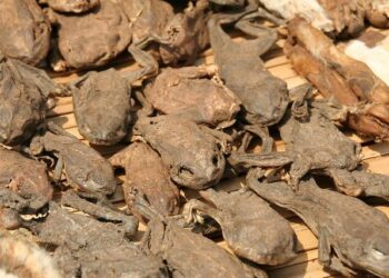 Unraveling the Benin Coup Attempt: The Ringleader’s Shocking Discovery in Togo!