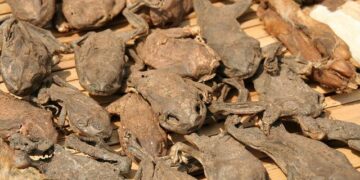 Unraveling the Benin Coup Attempt: The Ringleader’s Shocking Discovery in Togo!